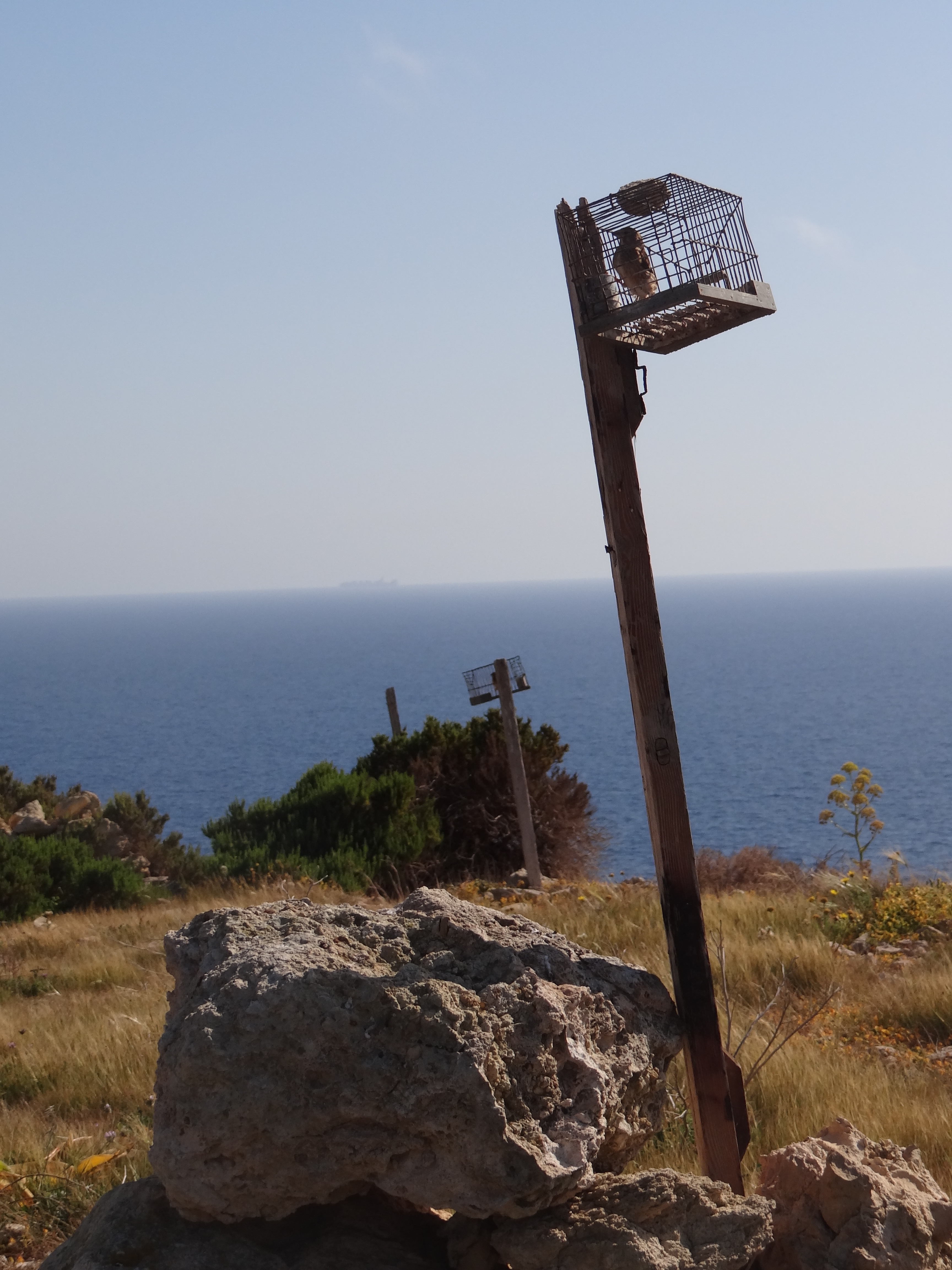 BirdLife Malta launches citizen-led campaign to combat illegal Finch trapping ccross Malta and Gozo