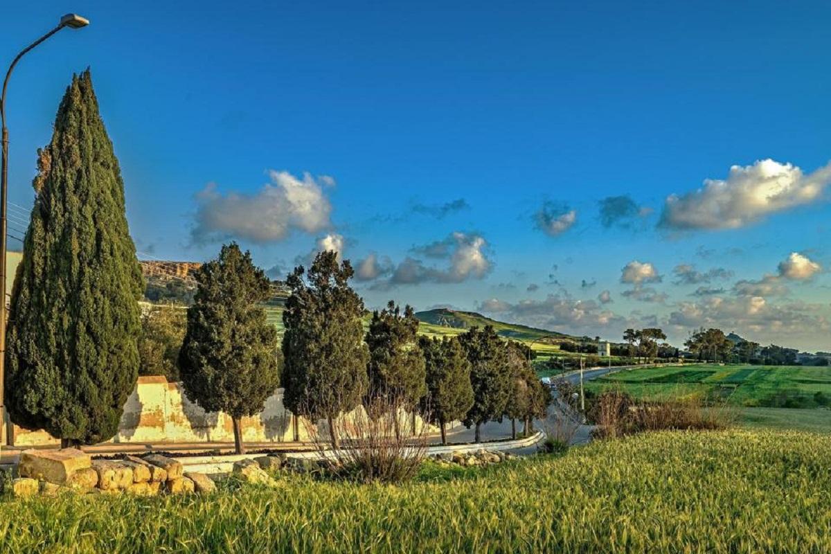 DLĦ opposes removal of 183 trees for Marsalforn road widening