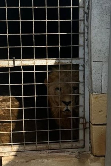 Exclusive: The Office of the Prime Minister orders the quick drafting of a law to cover-up for Christian Borg over his abandoned lions