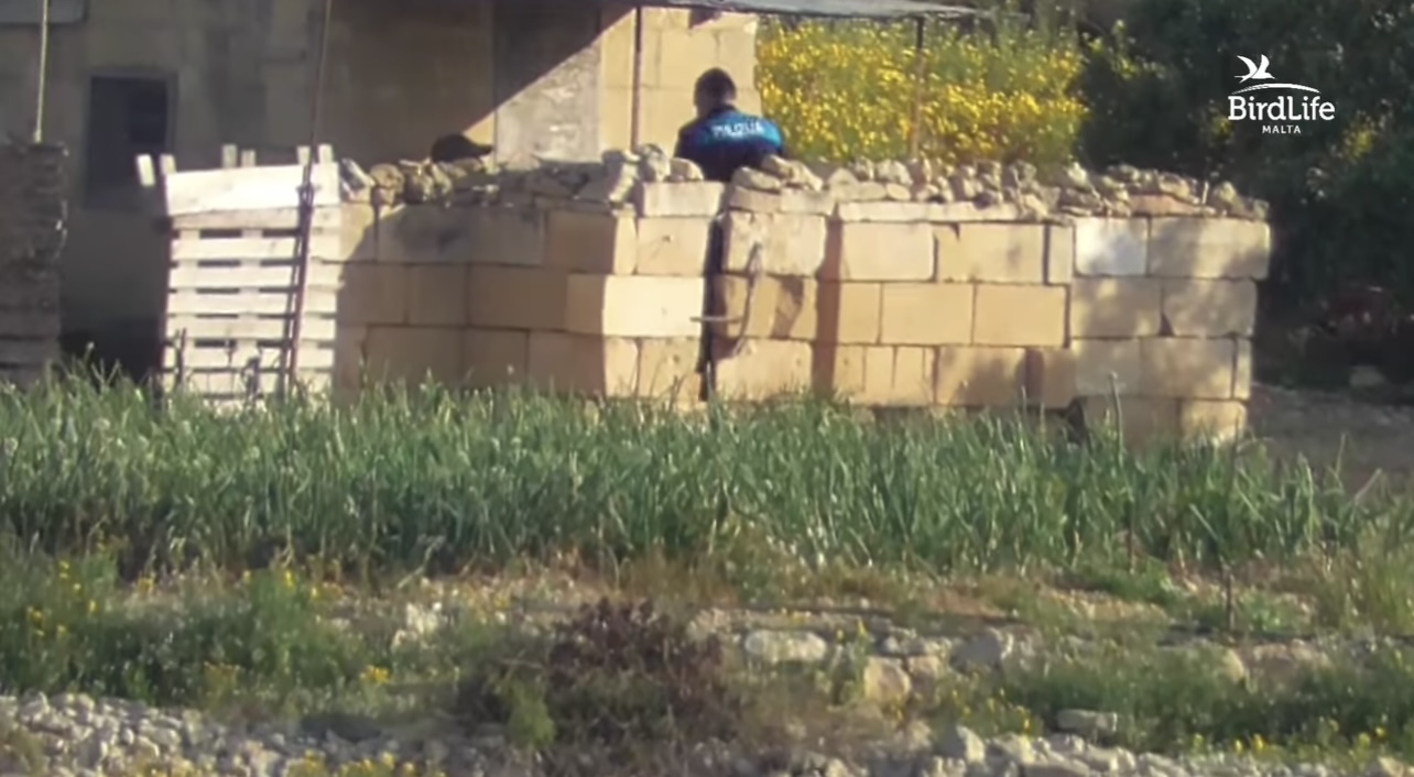 Illegal turtle-dove hunting surges across Malta ahead of Spring season, says BirdLife Malta