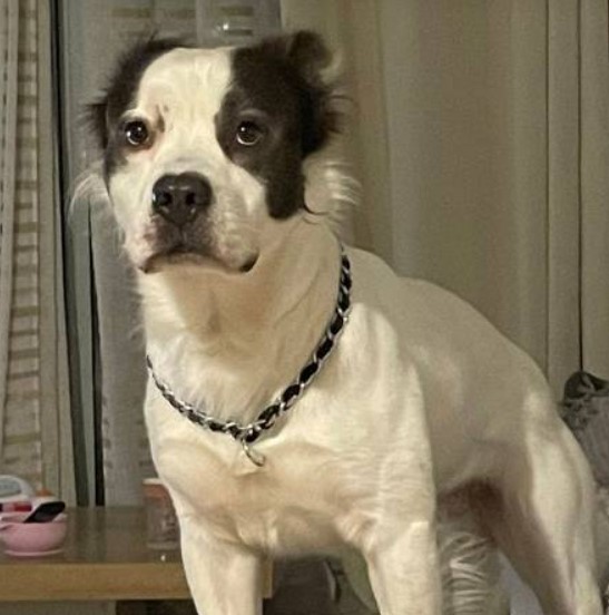 Surprisingly it is easy to abandon dogs and euthanise them in Malta with no legal consequences