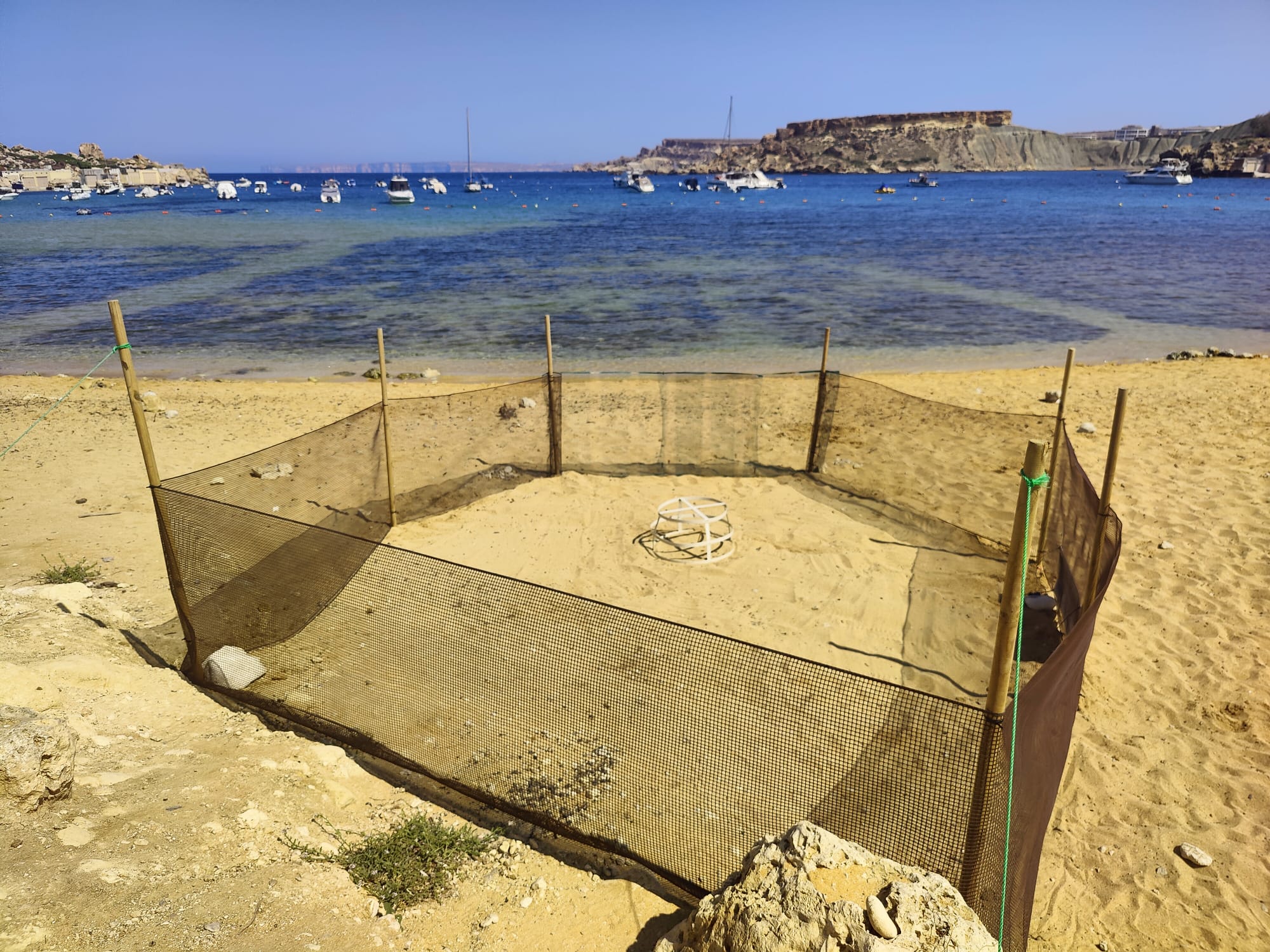 Turtle nesting season begins with first nest discovered at Ġnejna Bay