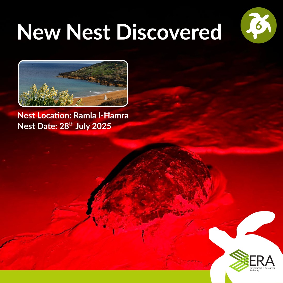 Sixth turtle nest confirmed at Ramla l-Ħamra – Another milestone in a record season