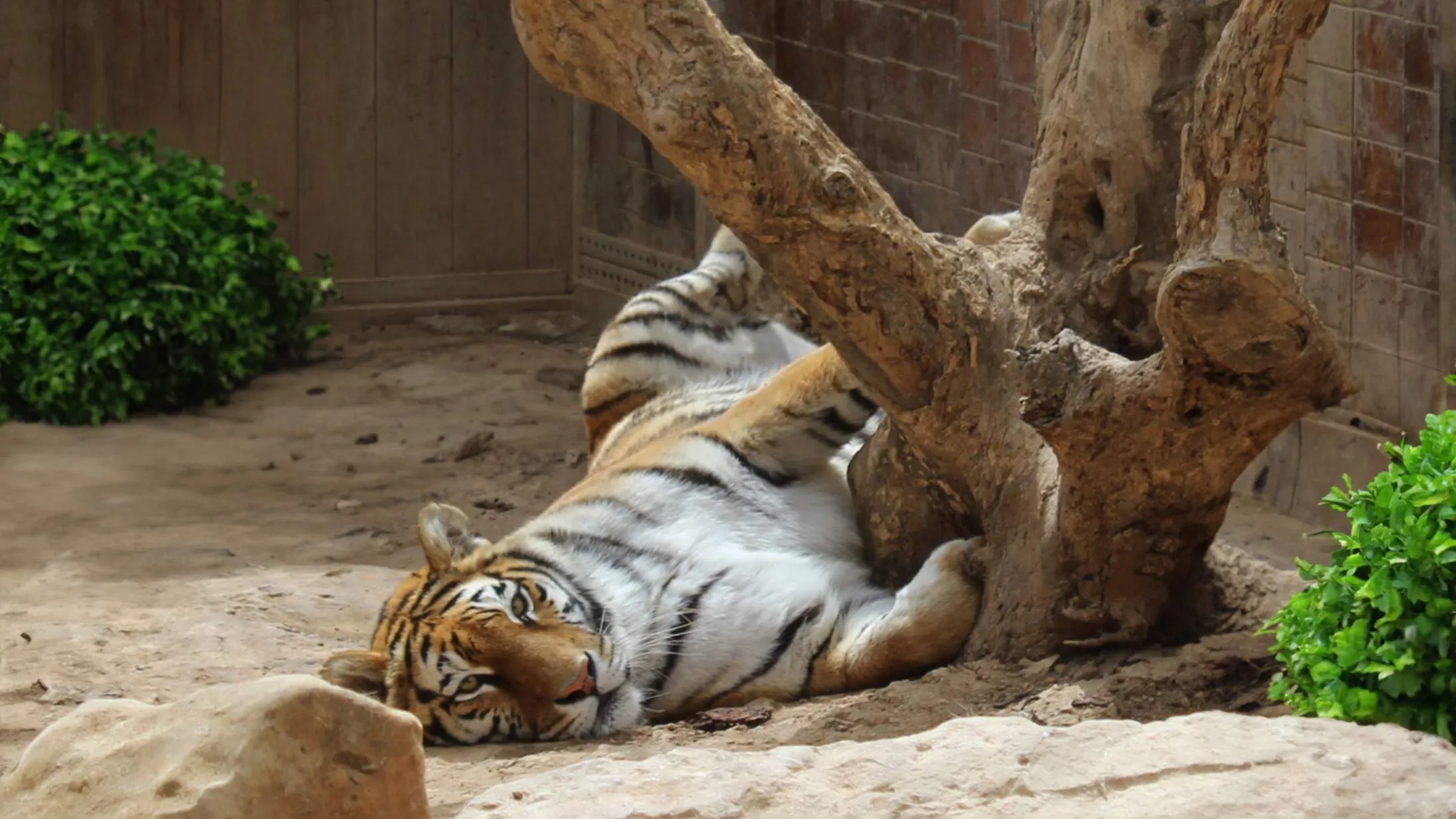 Legalising illegality? Momentum and animal rights group slam PA’s sanctioning of Montekristo zoo