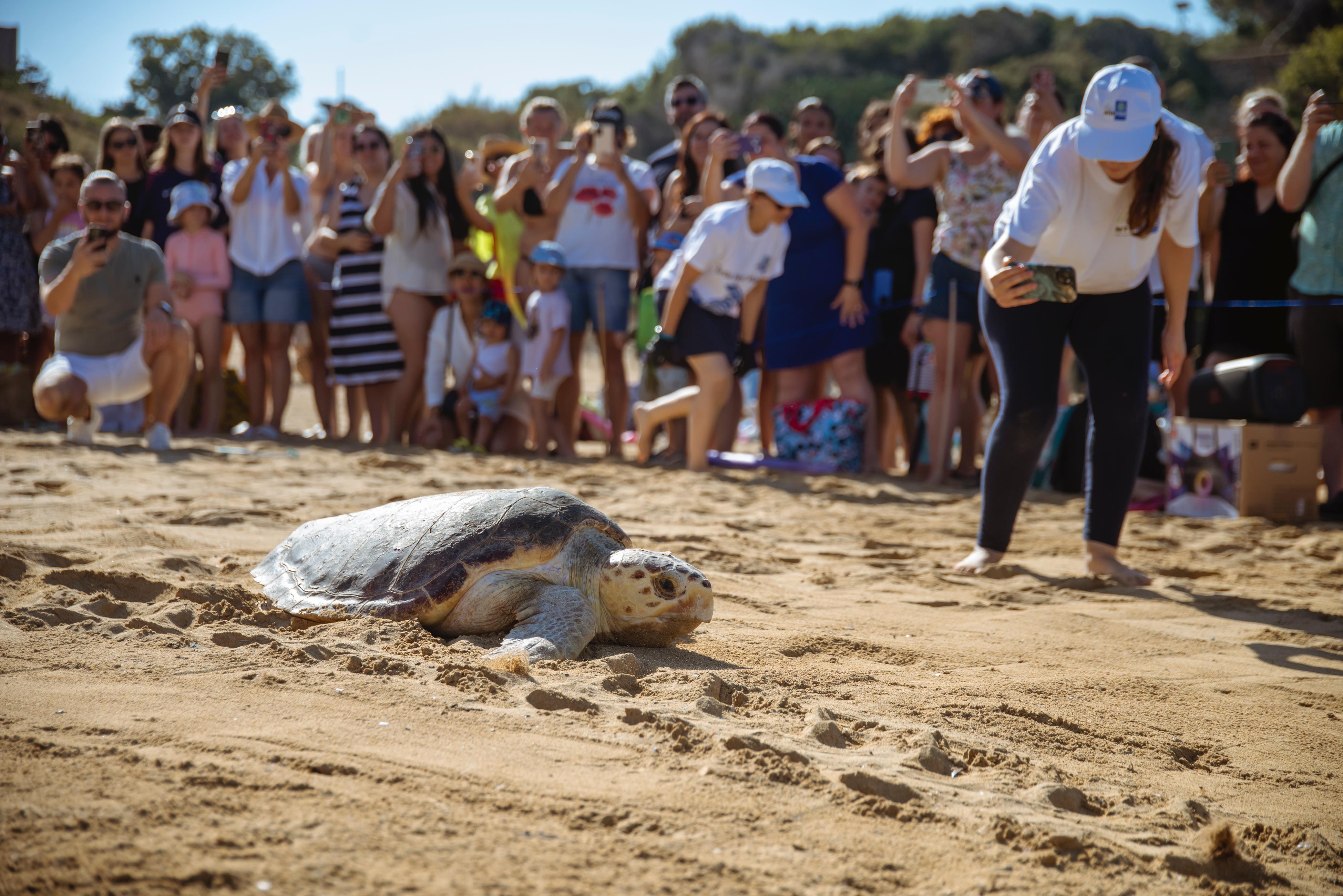 Two rehabilitated turtles released at Golden Bay as nesting season hits four