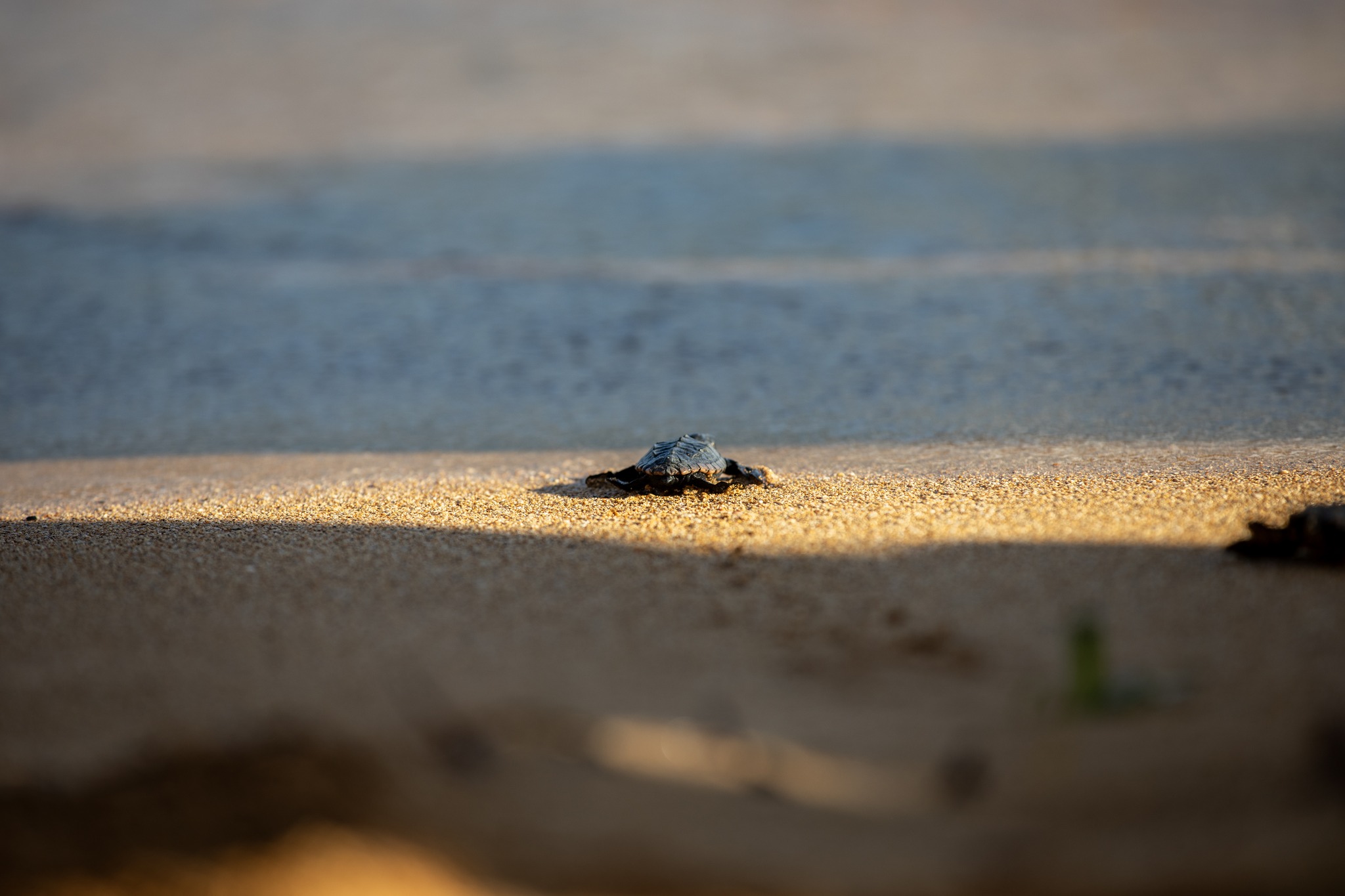 Hope at Ġnejna: 79 turtle hatchlings make their way to the sea