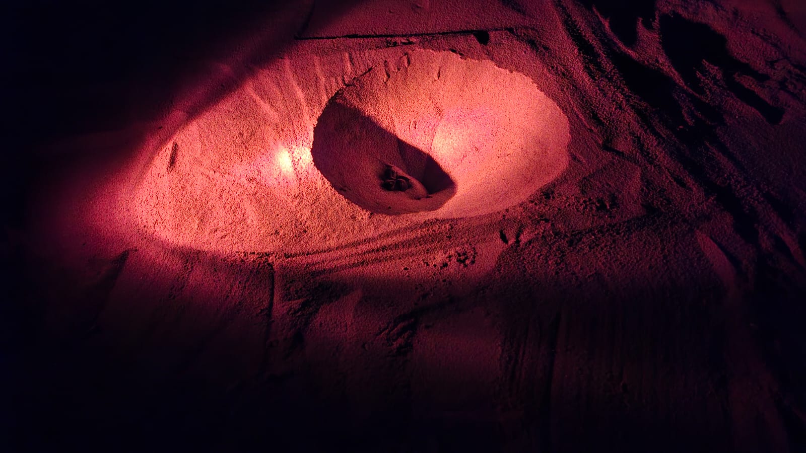 Watch: Second turtle nest at Ramla Bay begins to hatch