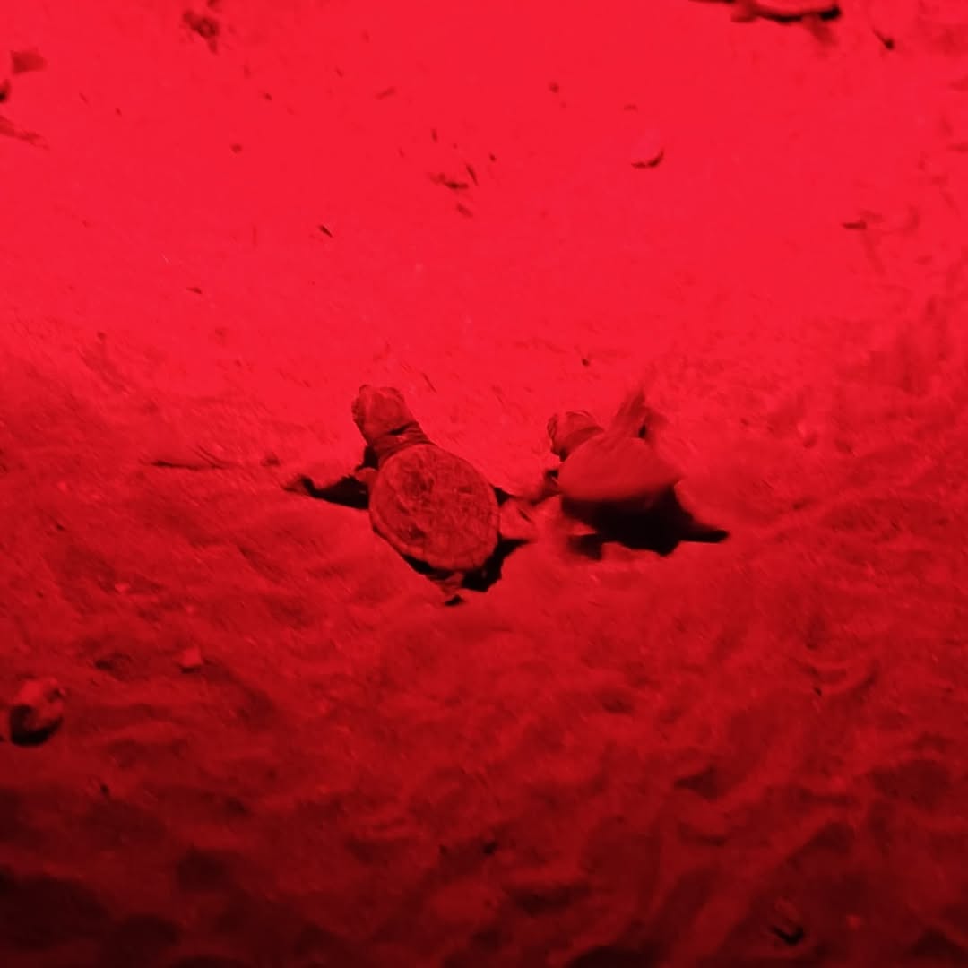 Second turtle nest begins to hatch at Mellieħa Bay with 21 hatchlings reaching the sea