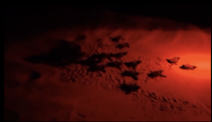 Fifth turtle nest at Ramla l-Ħamra begins to hatch with 35 hatchlings