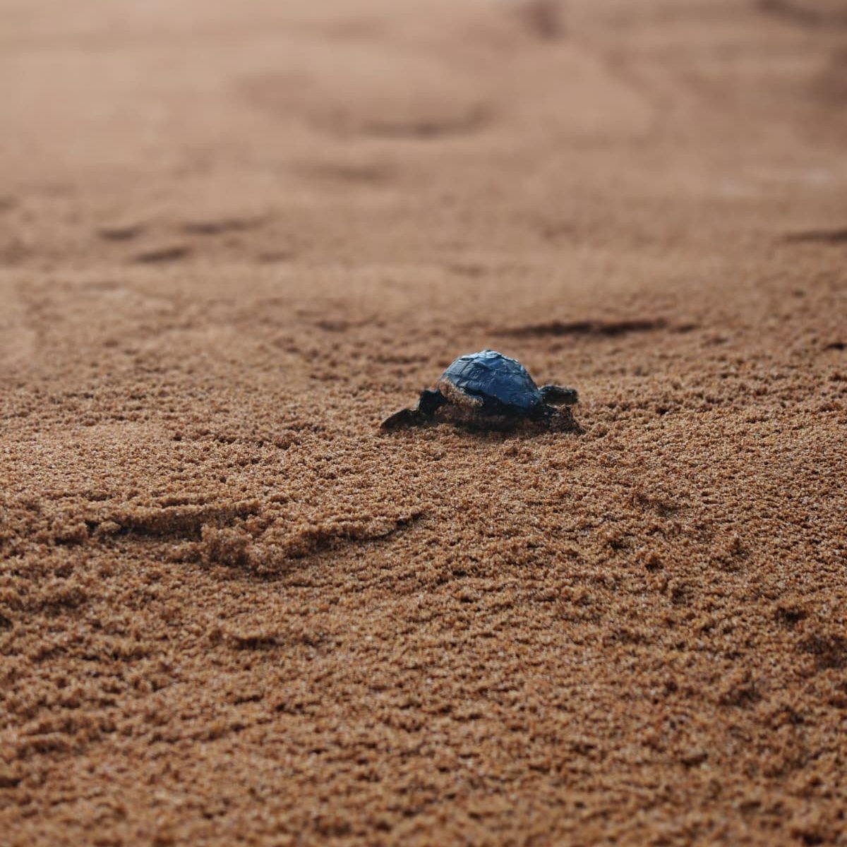 65 hatchlings emerge from Ramla l-Ħamra nest as turtle season nears final chapter