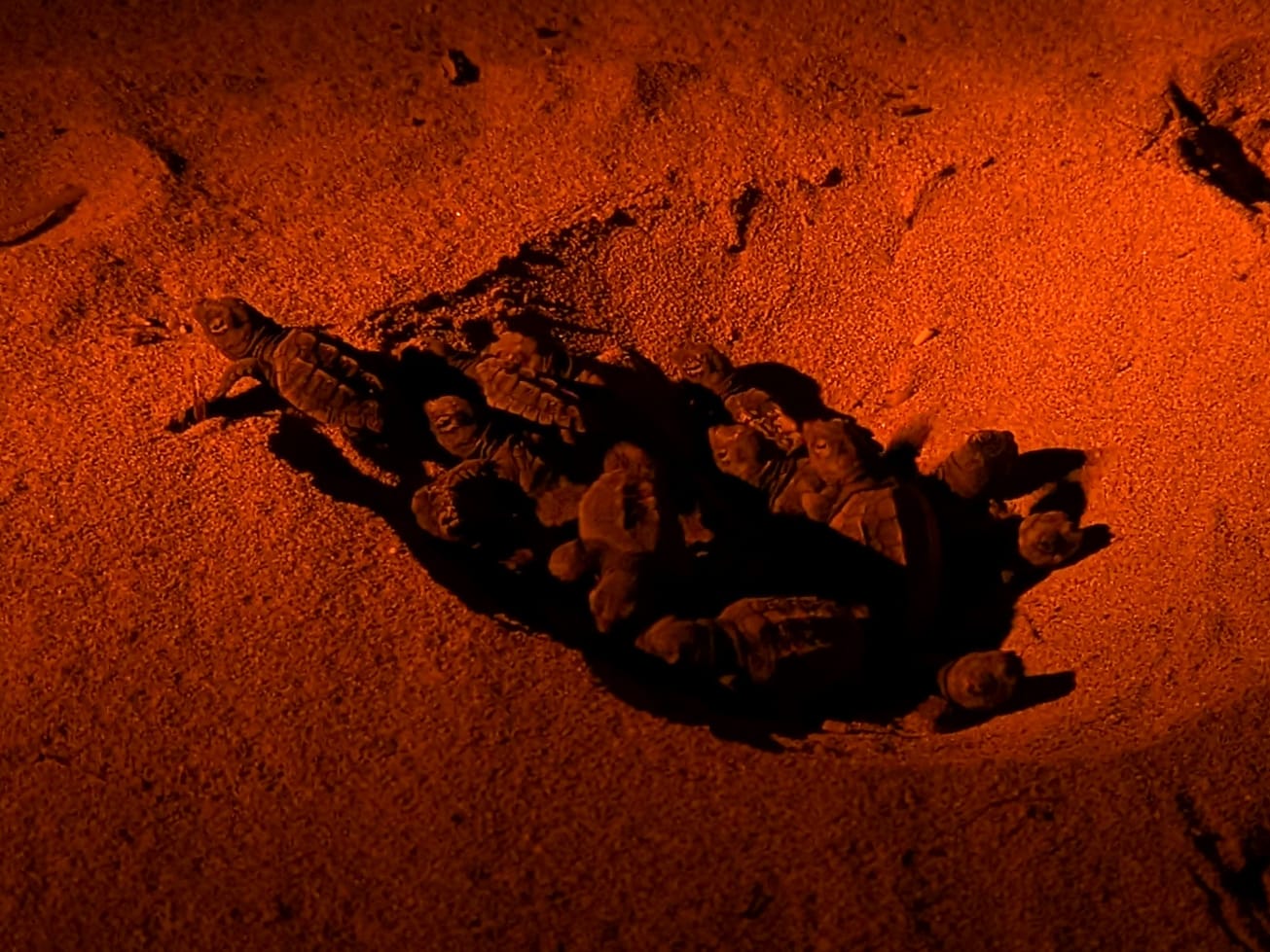 Final turtle nest of the season begins to hatch at Ramla l-Ħamra