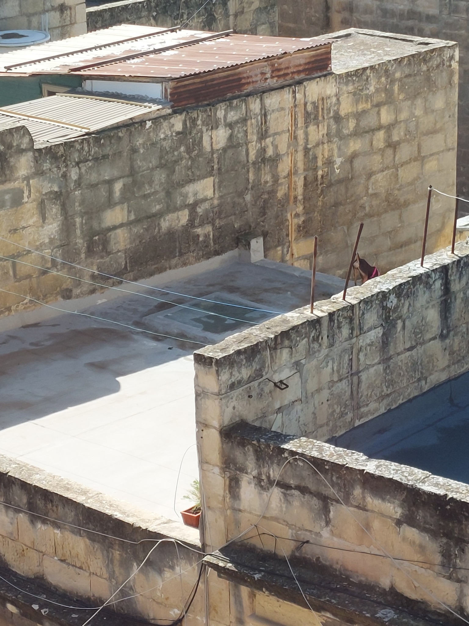 PN should continue its momentum with progressive legislation by proposing reforming laws on animals and pets