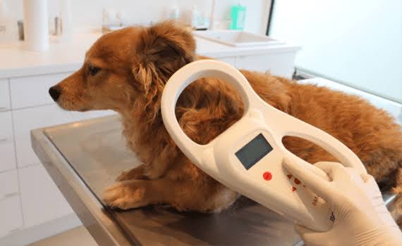 EU reaches landmark deal on first-ever standards for cat and dog welfare