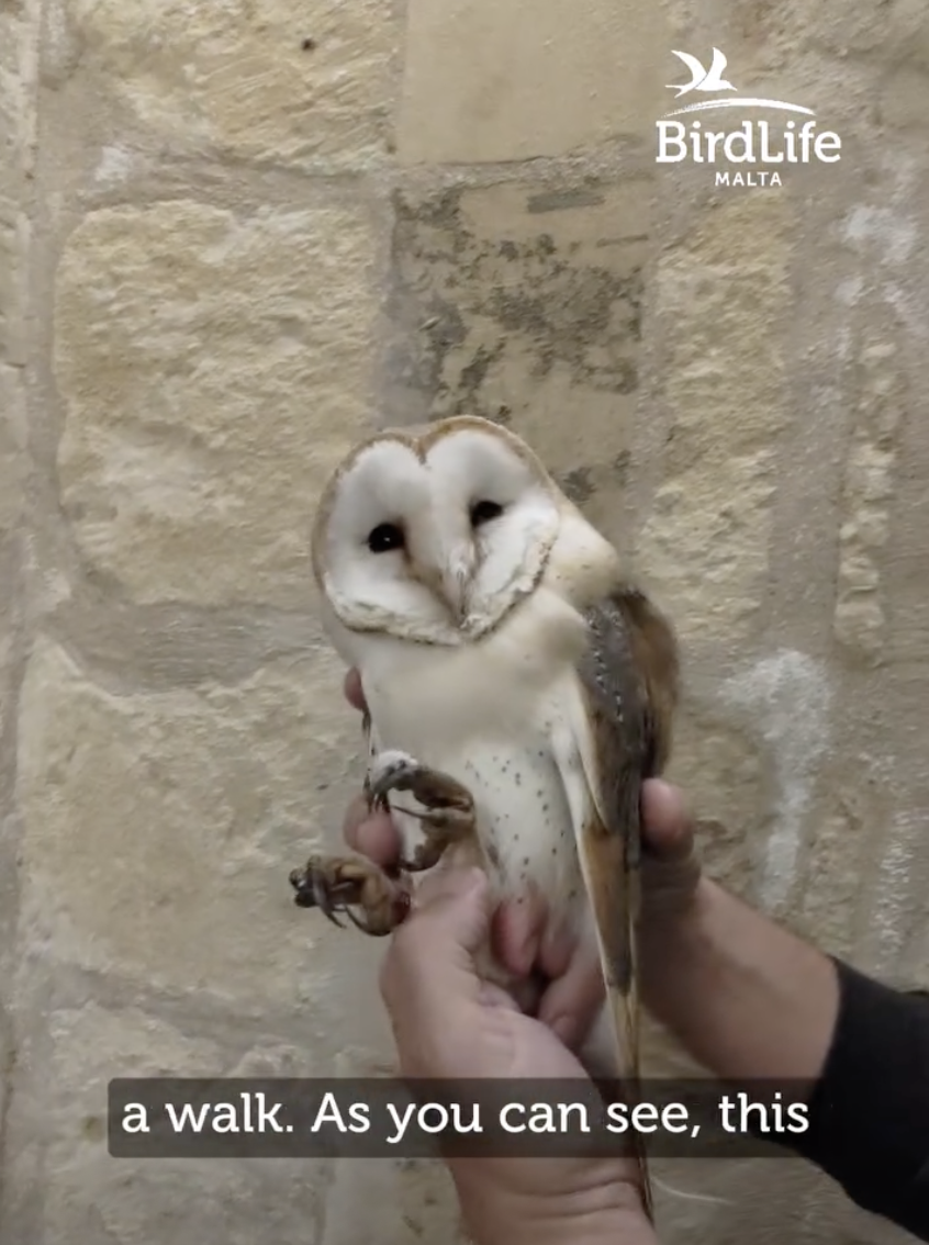 Injured Barn Owl raises fresh concerns over illegal hunting in Buskett sanctuary