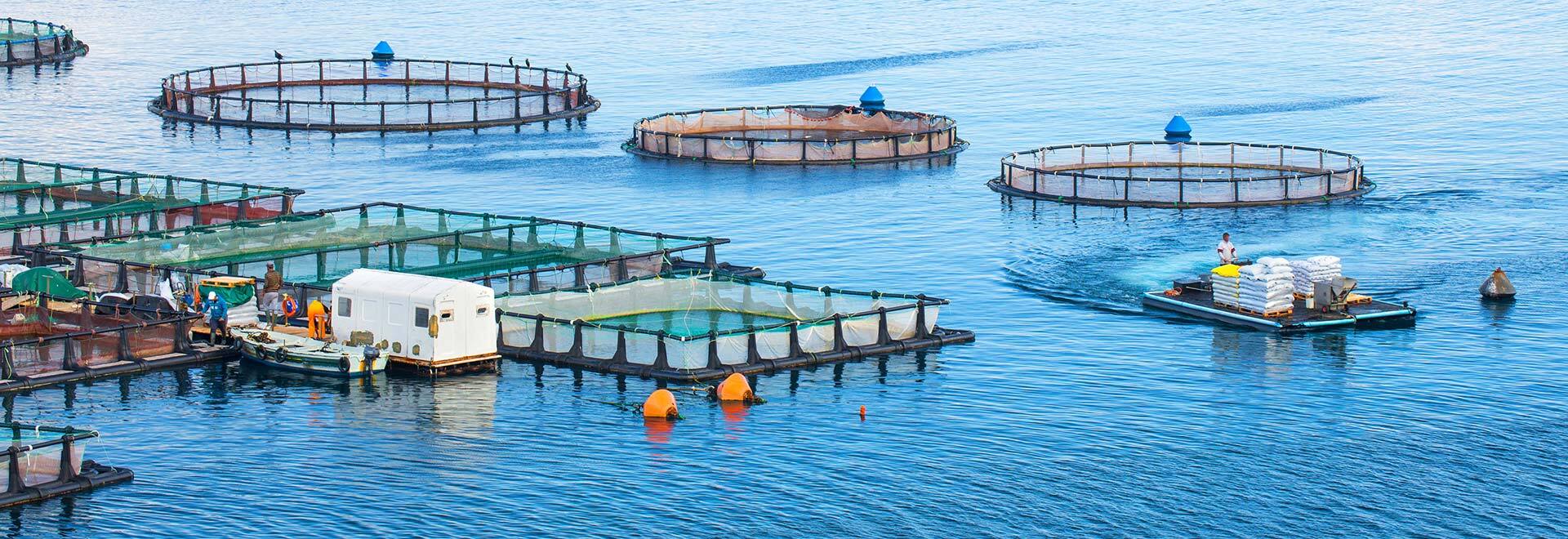 Malta’s aquaculture sector returns to profit in 2024 despite decline in fish output