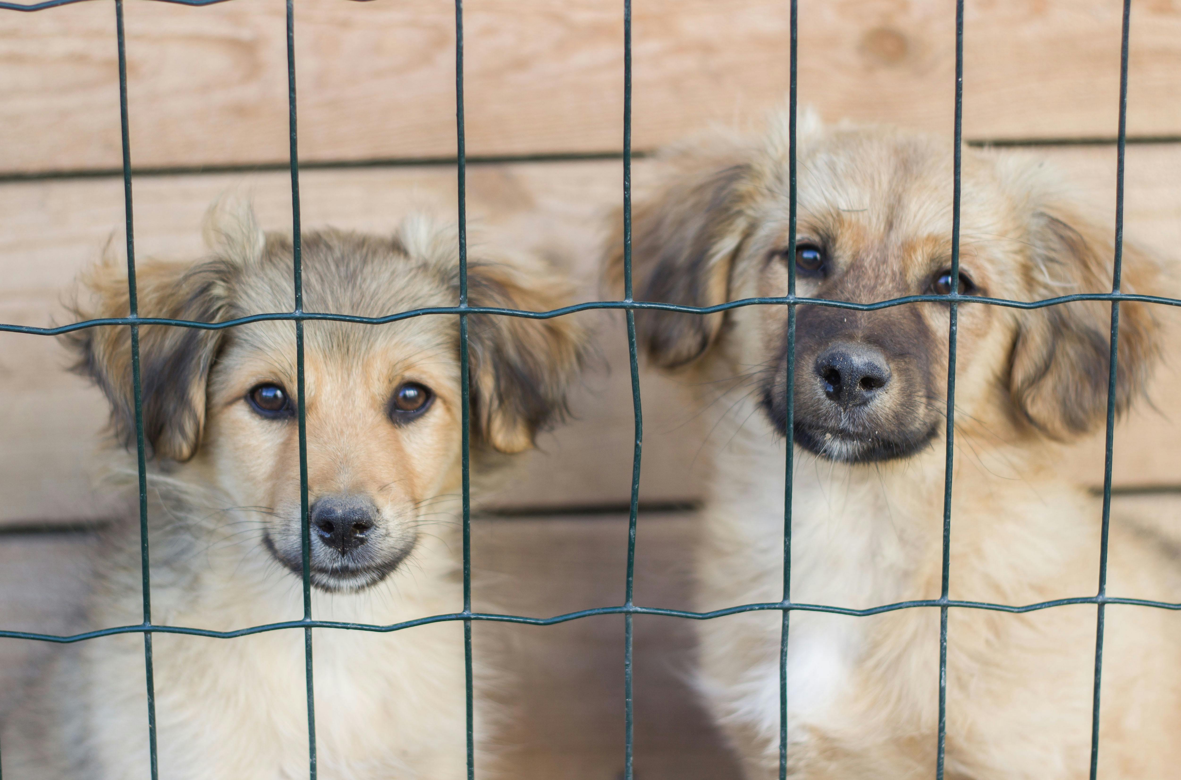 International Animal Rights Day: Malta still lacks 24/7 vet care, politicians silent