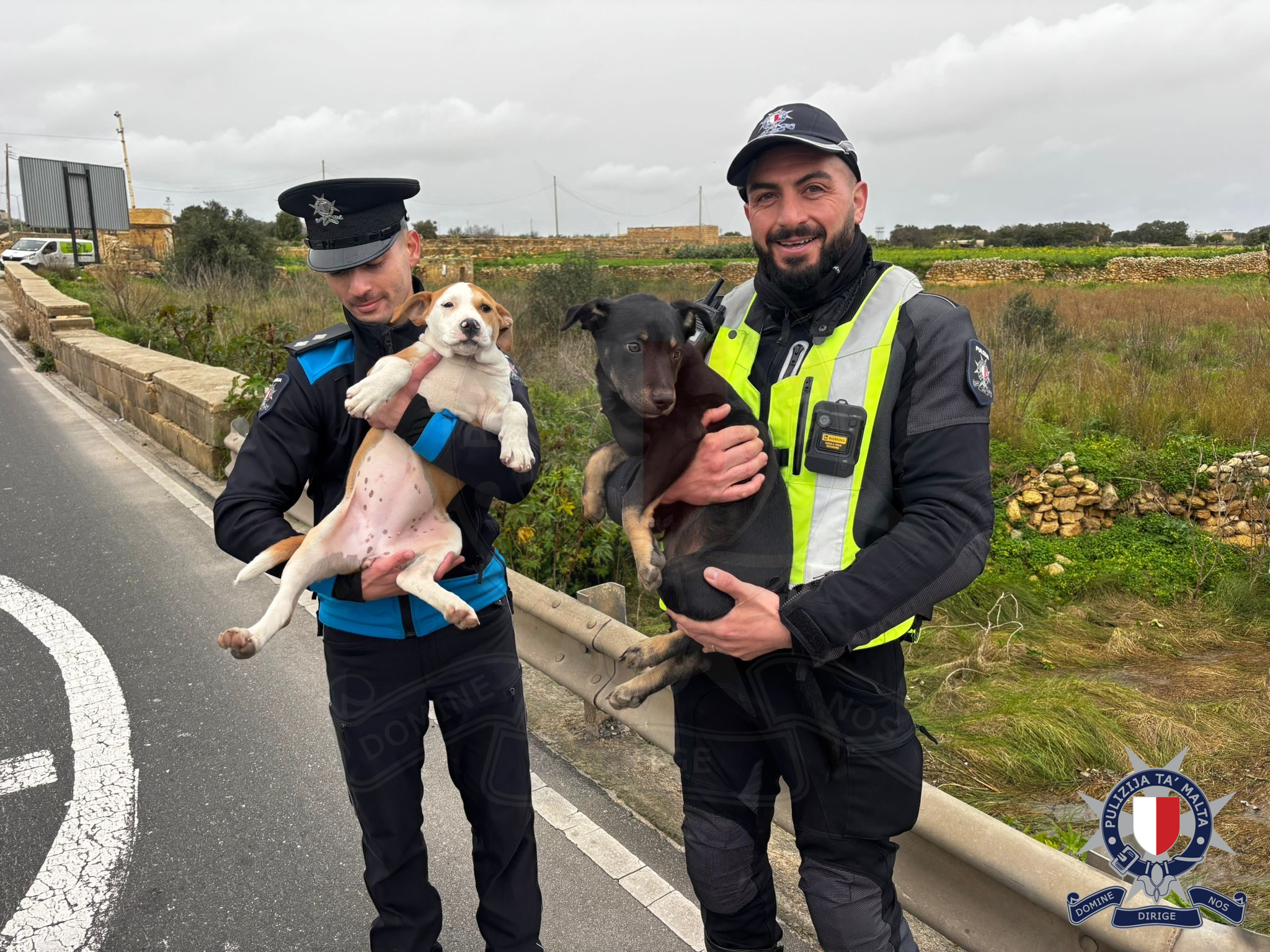 Police speed check in Żebbuġ leads to rescue of two puppies found running on busy road
