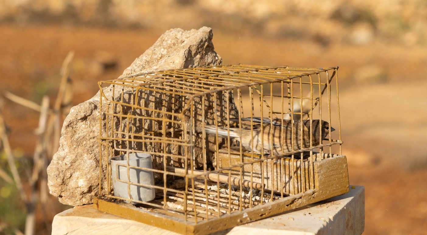 BirdLife Malta condemns Government’s move to reopen Finch trapping licences