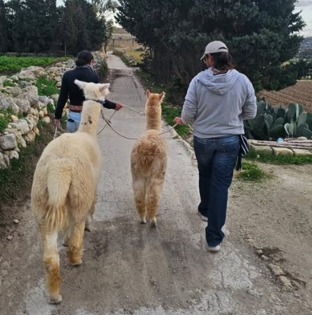The latest animal exploitation in Malta: walking Alpacas in the Summer heat