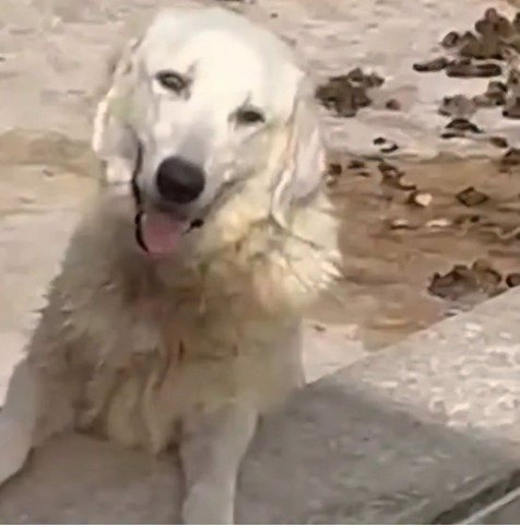 Dogs’ horror story in Sciacca, Sicily, resolved by Police intervention: Mayor joins Police case as civil-party