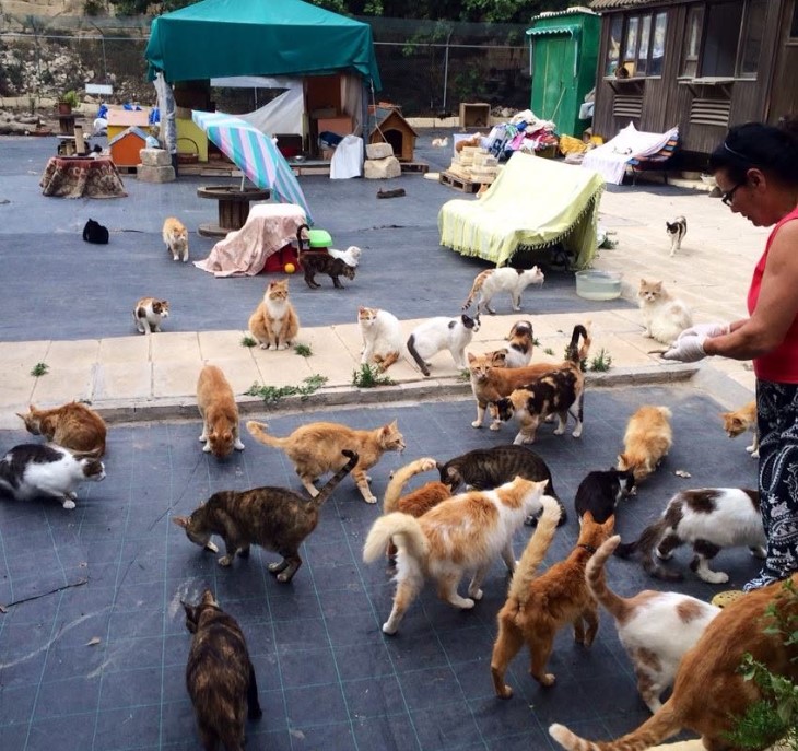 Donations pour in for a generator for a cat shelter after it spends more than 20 hours without electricity.