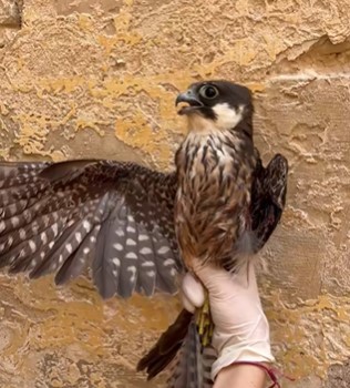 BirdLife Malta reports Peregrine Falcon shot in Ġebel Ciantar Dingli