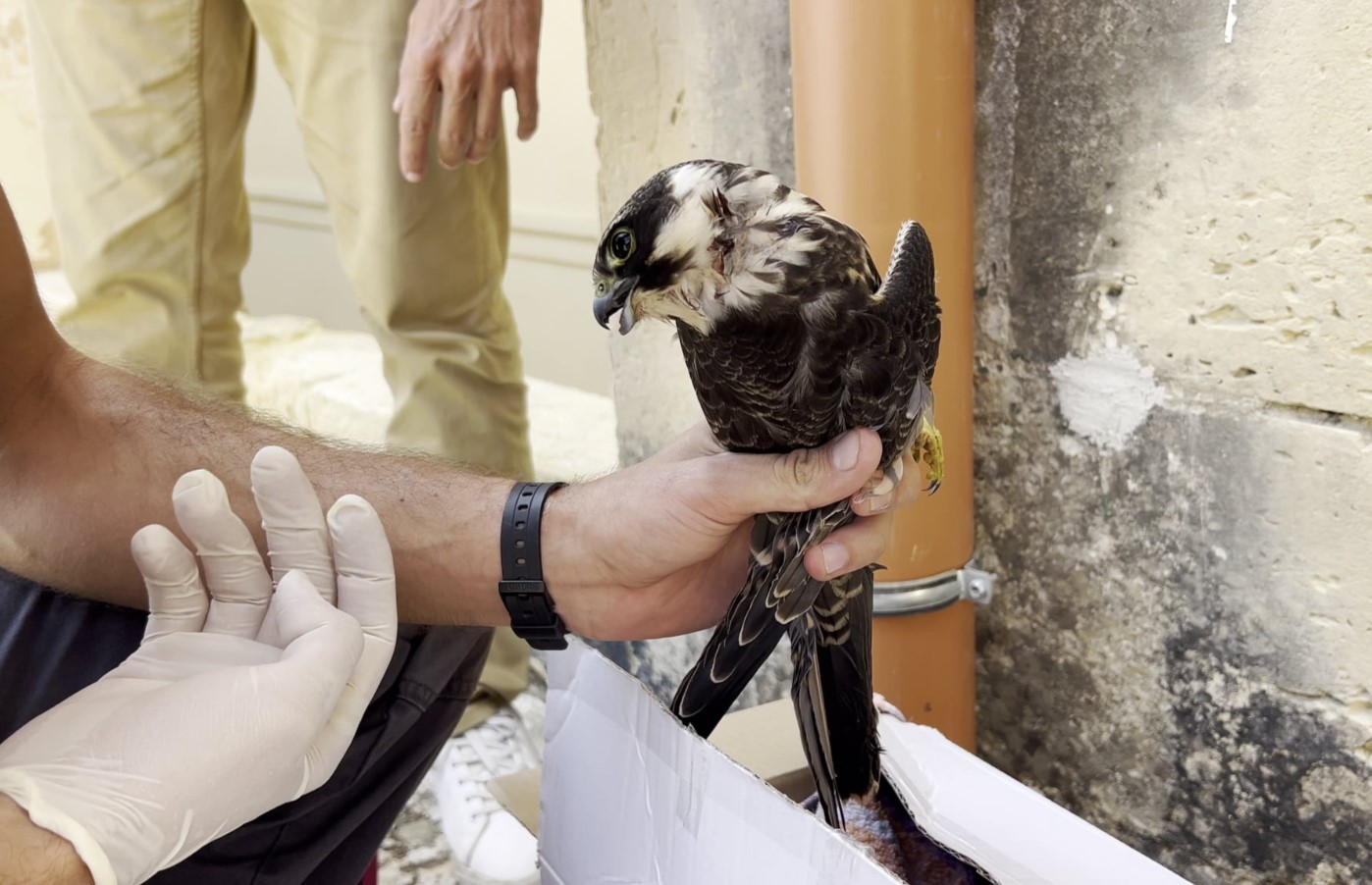 Shot protected bird lands at St Edward’s College as government considers reducing hunting penalties